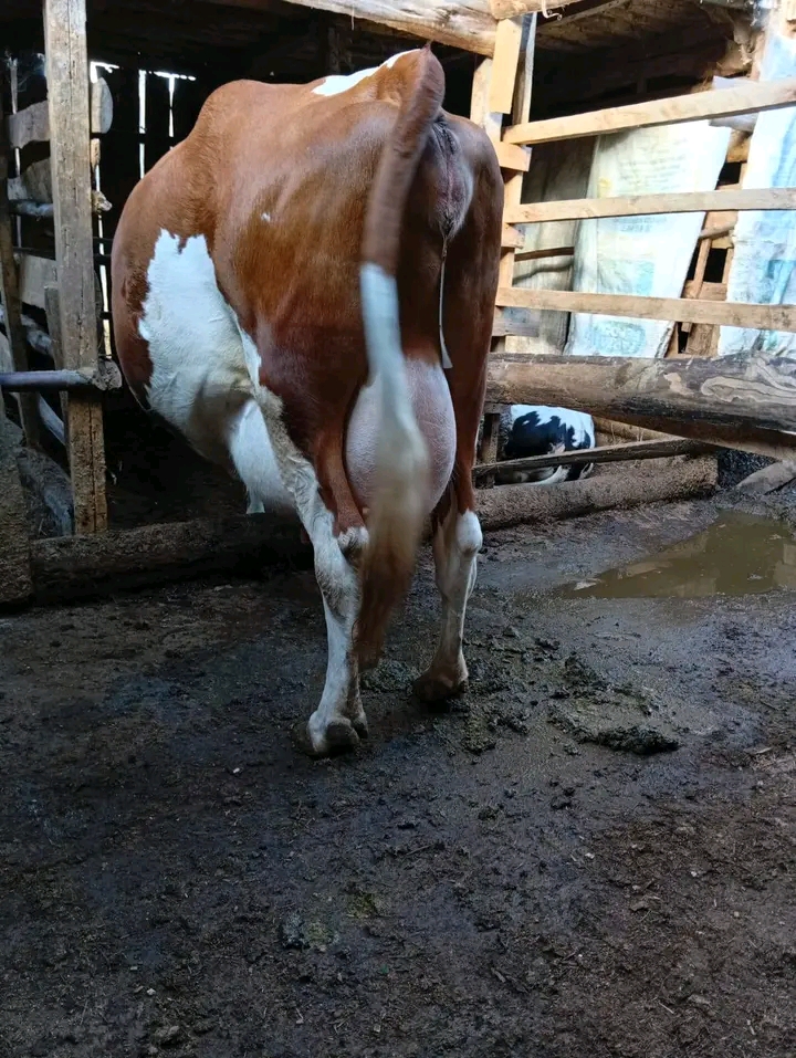 Cowshed